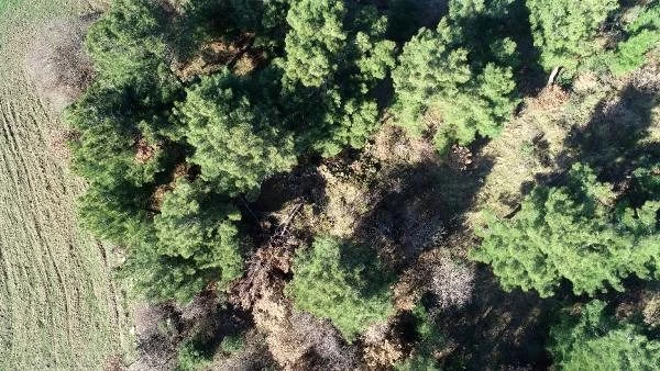 Ormanda yanlış yola giren üniversite öğrencisi, ağaçların arasında lahit buldu