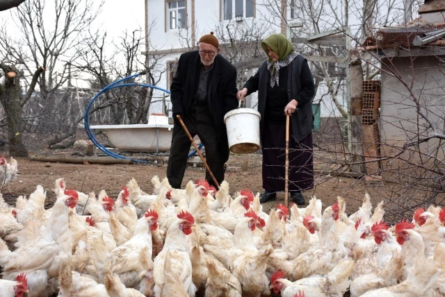 Yaşlı çift, tavuk yumurtasından günlük 800 lira kazanıyor