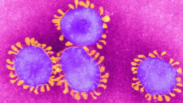 Covid-19: Binlerce kişinin ölmüne neden olan koronavirüs salgınının kaynağı ne?