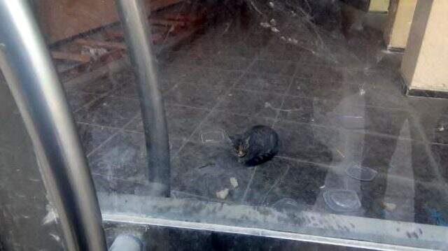 İş yerinde mahsur kalan kedi, 20 gündür kapı altından atılan yiyeceklerle besleniyor İş yerinde mahsur kalan kedi, 20 gündür kapı altından atılan yiyeceklerle besleniyor