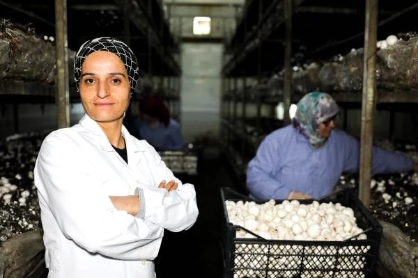 Türkiye'nin mantar merkezi Korkuteli'de üreticiler fiyat artışı istiyor