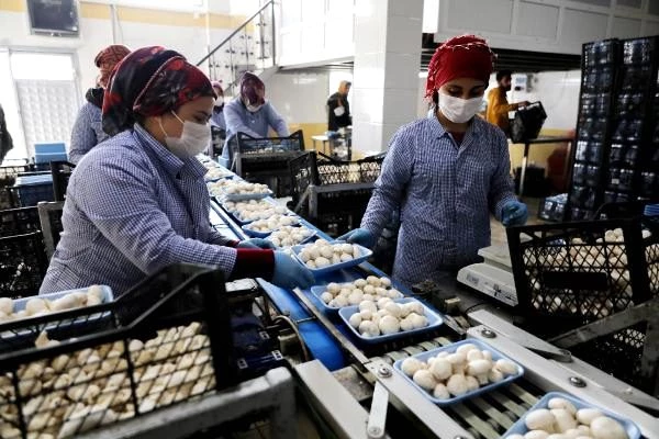 Türkiye'nin mantar merkezi Korkuteli'de üreticiler fiyat artışı istiyor