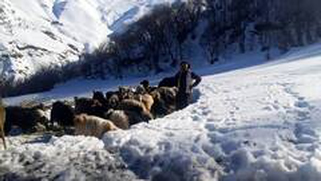 Saman fiyatları artınca besiciler zor durumda kaldı