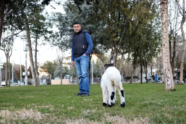 Diyarbakırlı kasap, kestiği koyunun karnından çıkan kuzuyu elleriyle besliyor