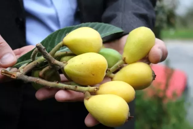 Malta eriğinde ilk hasat yapıldı, kilogramı 50 TL'den tezgahlarda yerini aldı