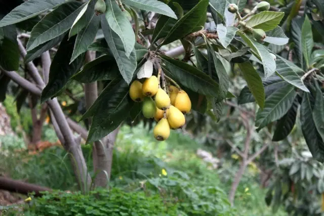 Malta eriğinde ilk hasat yapıldı, kilogramı 50 TL'den tezgahlarda yerini aldı