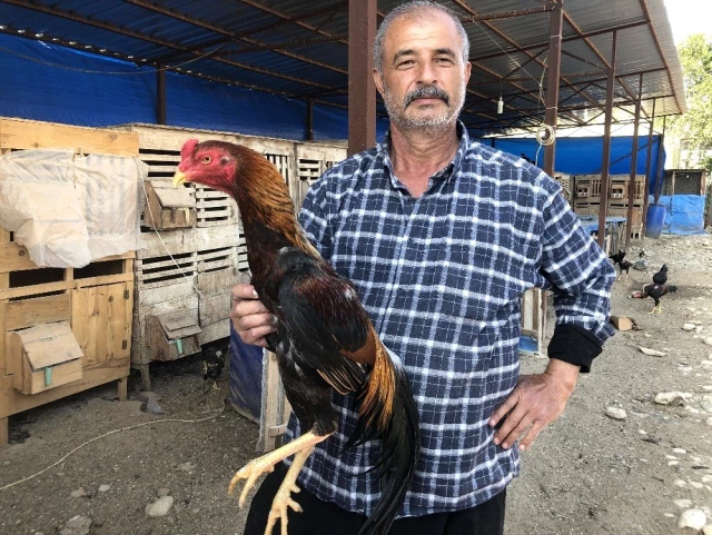 Türk Asil Hint Horozu üretimi yapan çiftçi, ayda 30 bin TL kazanıyor