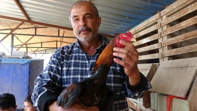 Türk Asil Hint Horozu üretimi yapan çiftçi, ayda 30 bin TL kazanıyor