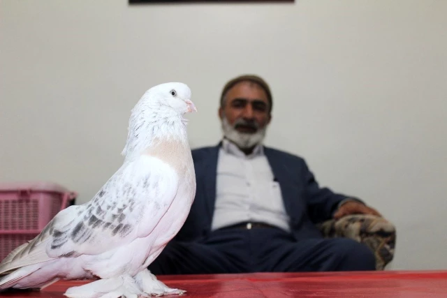 Elazığlı vatandaşın beslediği güvercine Araplar 55 bin dolar teklif etti, satmadı! 100 bin dolar istiyor