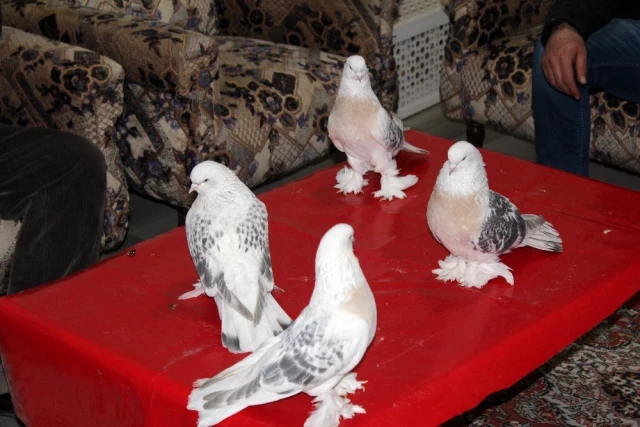 Elazığlı vatandaşın beslediği güvercine Araplar 55 bin dolar teklif etti, satmadı! 100 bin dolar istiyor