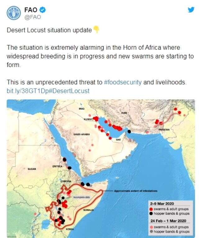 Afrika'yı istila eden çekirge sürüsü, <a class='keyword-sd' href='/turkiye/' title='Türkiye'>Türkiye</a> sınırına dayandı