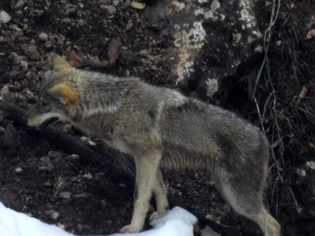 Tunceli'de aç kalan kurtlar, telef olan domuzu yerken görüntülendi Tunceli'de aç kalan kurtlar, telef olan domuzu yerken görüntülendi