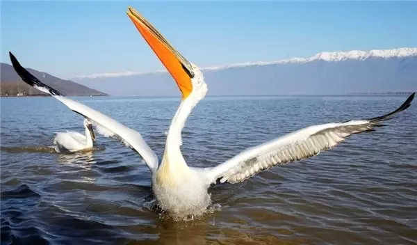 Pelikan sayısı ikiye katlandı