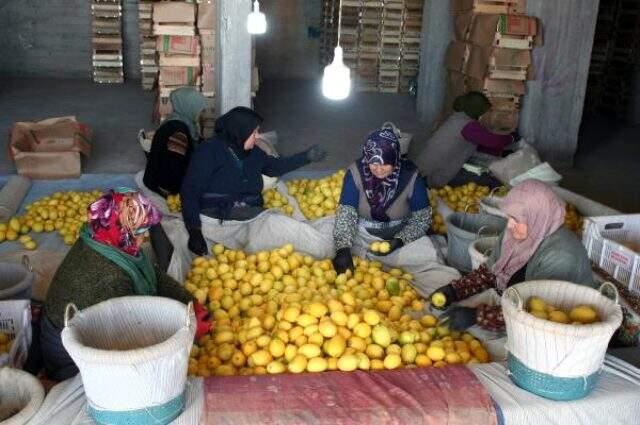 Koronavirüs limona olan talebi artırınca dalında kilosu 2 liradan 5 liraya çıktı