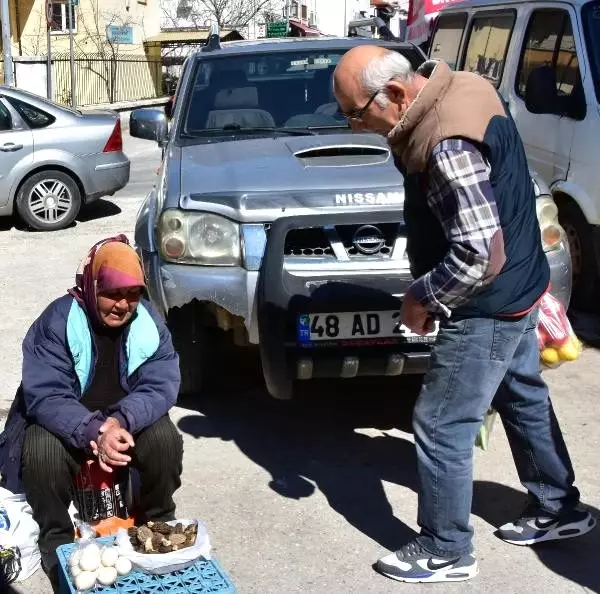 Bağışıklık sistemini güçlendiren kuzugöbeği mantarının kilosu 150 liradan satılıyor