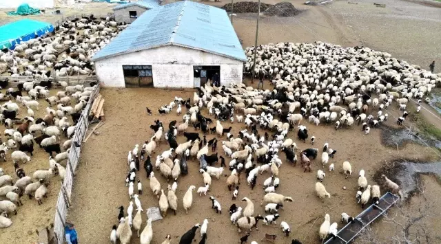 Koronaya meydan okuyan tulum peynirine Türkiye'nin dört bir yanından talep arttı