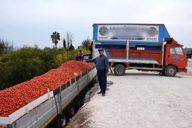 Fiyatı 50 kuruşa düşen domates üreticinin elinde kaldı