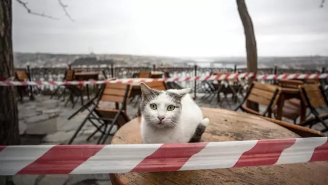 Ankara Veteriner Hekimleri Odası: Kullandığımız cihazlar insanların tedavisinde de kullanılıyor,...