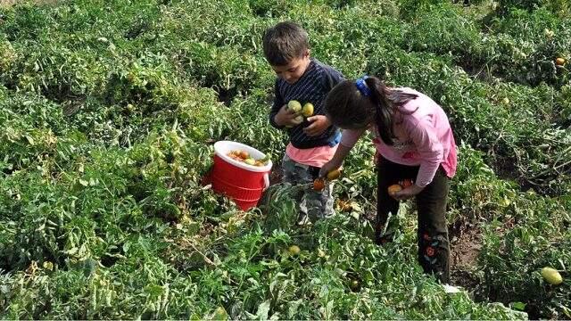 Araştırma gösterdi: Türkiye'de 5-17 yaş grubunda çalışan çocuk sayısı 720 bin