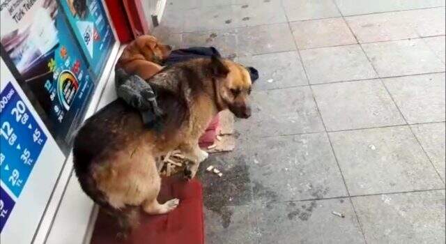 Güvercin ve köpeğin şaşırtan dostluğu kameraya yansıdı Güvercin ve köpeğin şaşırtan dostluğu kameraya yansıdı