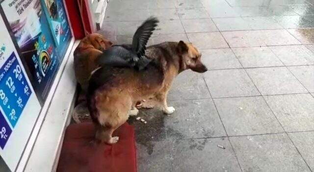 Güvercin ve köpeğin şaşırtan dostluğu kameraya yansıdı Güvercin ve köpeğin şaşırtan dostluğu kameraya yansıdı