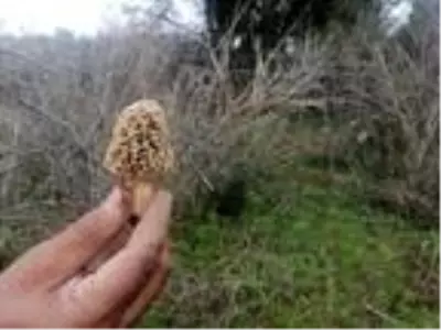 Bağışıklık sistemini güçlendiren ve kilosu 130 liradan satılan kuzugöbeği mantarı tezgahta yarım saate tükeniyor