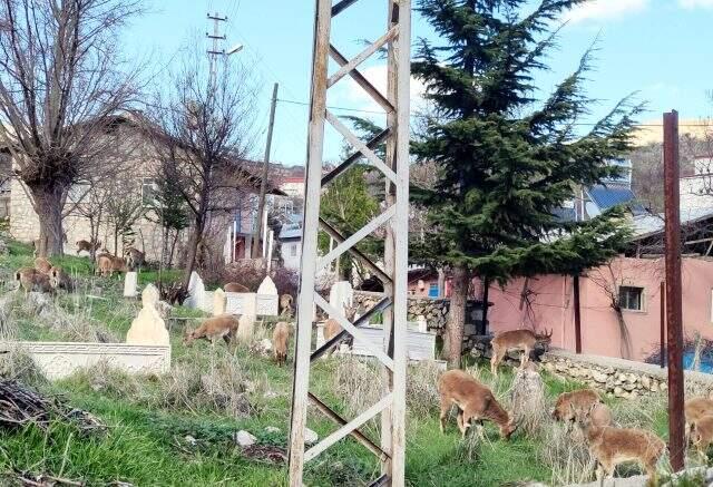 Tunceli Çemişgezek'te şehre inen yaban keçileri çatıya çıktı