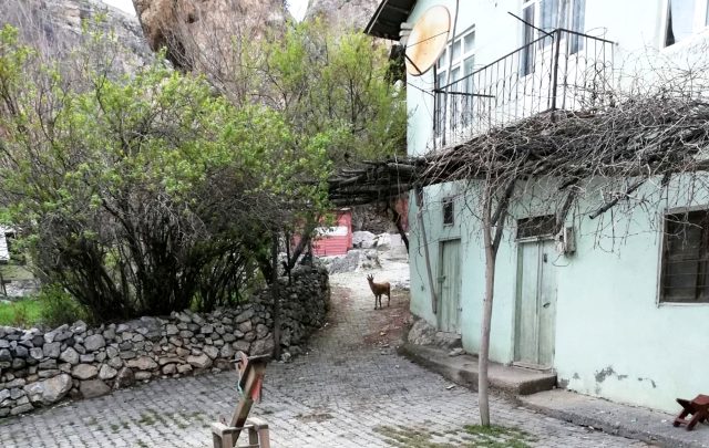 Tunceli Çemişgezek'te şehre inen yaban keçileri çatıya çıktı