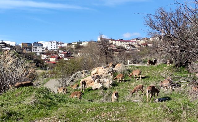 Tunceli Çemişgezek'te şehre inen yaban keçileri çatıya çıktı