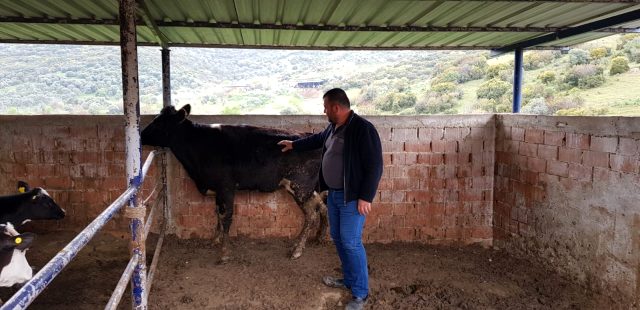 İzmirli vatandaşın kayıp büyükbaş hayvanı, gazetecilere ait drone ile bulundu