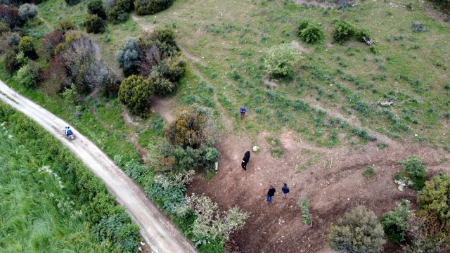 İzmirli vatandaşın kayıp büyükbaş hayvanı, gazetecilere ait drone ile bulundu