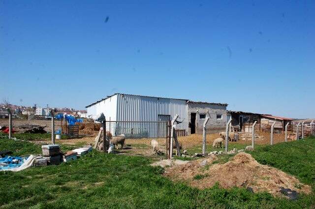 Tekirdağ'da hırsızlar, köpekleri kemikle besleyip 20 koyunu çaldılar Tekirdağ'da hırsızlar, köpekleri kemikle besleyip 20 koyunu çaldılar