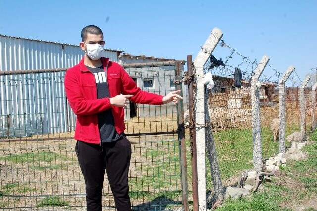 Tekirdağ'da hırsızlar, köpekleri kemikle besleyip 20 koyunu çaldılar Tekirdağ'da hırsızlar, köpekleri kemikle besleyip 20 koyunu çaldılar