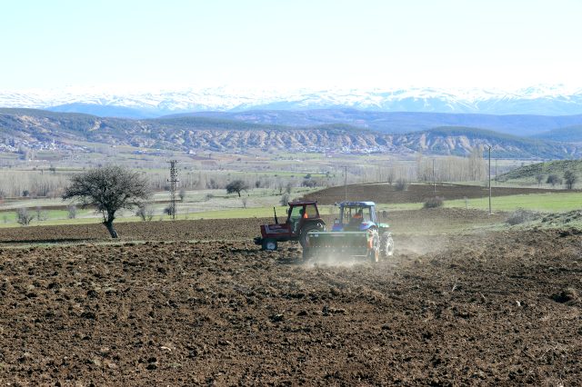 Gümüşhane'de 20 yıldır ekilmeyen tarlalara aspir bitkisi ekilmeye başlandı