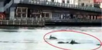 Koronavirüs, İstanbul Boğazı'ndaki yunus popülasyonunu artırdı mı? Konunun uzmanı açıklık getirdi
