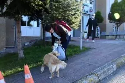 Ambulansı takip ederek hastaneye gelen köpek, 5 gündür yoğun bakımdaki sahibini bekliyor