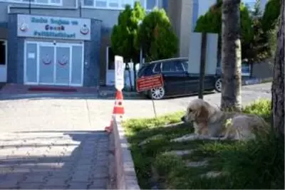 Ambulansı takip ederek hastaneye gelen köpek, 5 gündür yoğun bakımdaki sahibini bekliyor