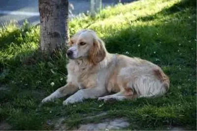 Ambulansı takip ederek hastaneye gelen köpek, 5 gündür yoğun bakımdaki sahibini bekliyor