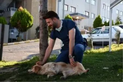 Ambulansı takip ederek hastaneye gelen köpek, 5 gündür yoğun bakımdaki sahibini bekliyor