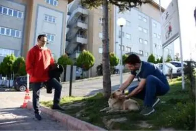 Ambulansı takip ederek hastaneye gelen köpek, 5 gündür yoğun bakımdaki sahibini bekliyor