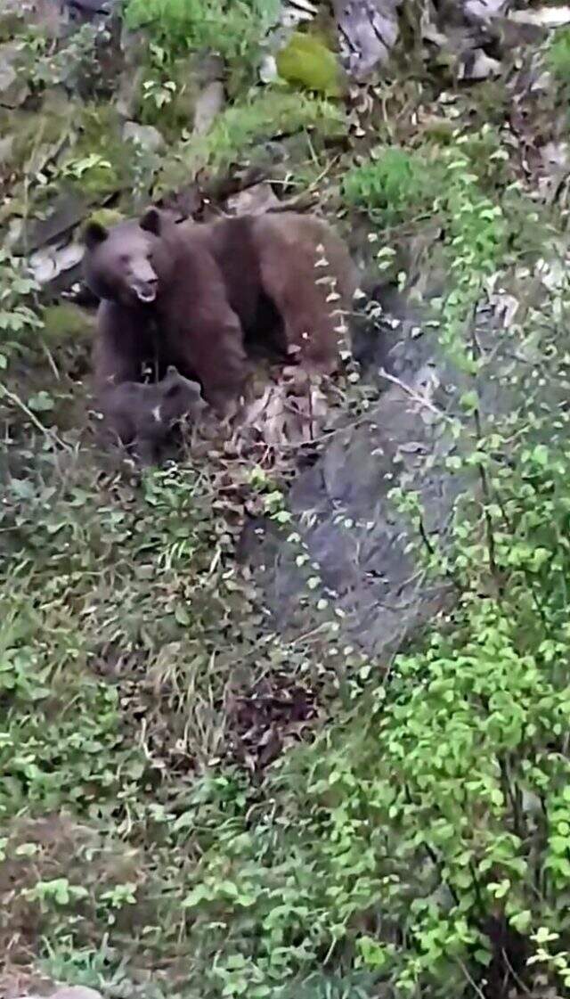 Rize'de anne ayının yavrularını kurtarma mücadelesi görüntülendi Rize'de anne ayının yavrularını kurtarma mücadelesi görüntülendi
