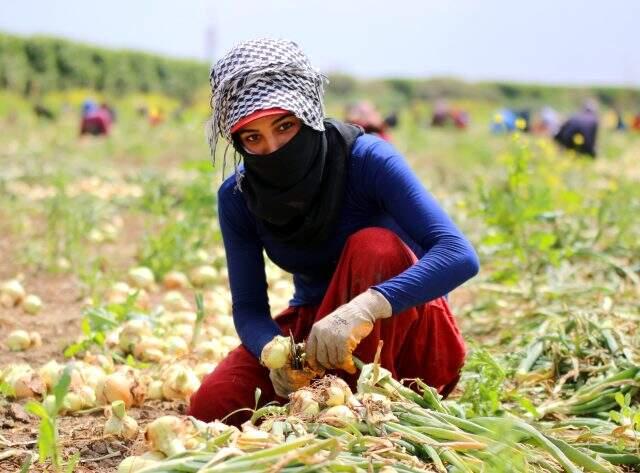 Sokağa çıkma yasağından muaf tutulan tarım işçileri, erken saatlerde mesaiye başladı