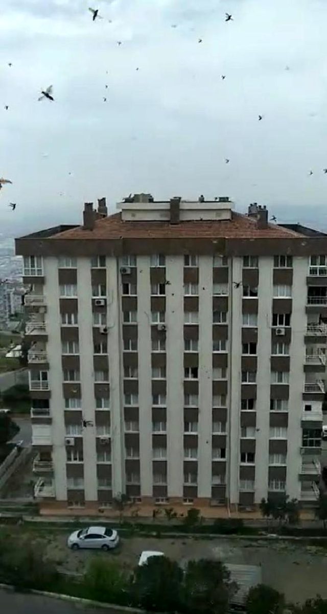 İzmir'de korkutan 'böcek istilası' görüntüleri saniye saniye kameralara yansıdı