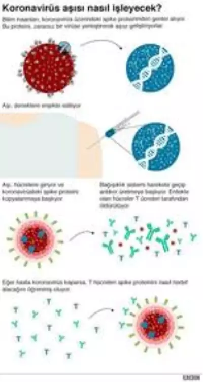 <a class='keyword-sd' href='/koronavirus/' title='Koronavirüs'>Koronavirüs</a> aşı denemesi: Nasıl yapılıyor, güvenli mi, ne zaman sonuç verecek?