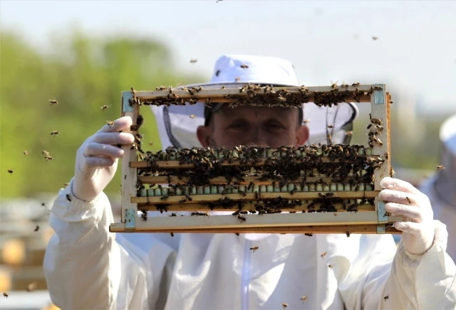 Bağışıklık güçlendiren ve kilosu 7 bin liradan satılan arı sütü, yok satıyor