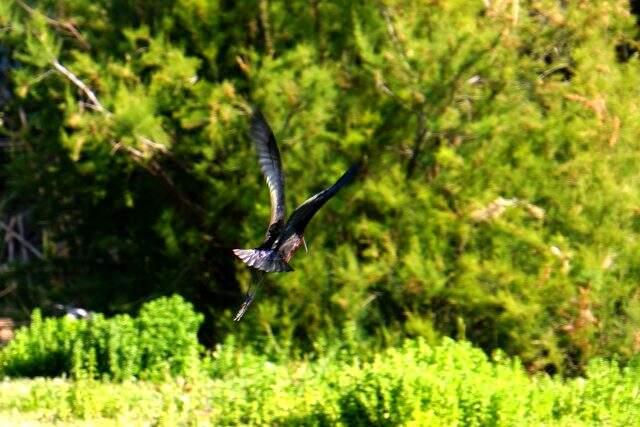 İnsanlar evlerine çekildi, o tür Bodrum'da ilk kez görüntülendi İnsanlar evlerine çekildi, o tür Bodrum'da ilk kez görüntülendi