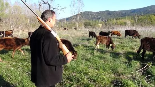 Fransa'dan yatırım için memleketi Burdur'a geldi, korona nedeniyle dönemeyince hayvan otlatmaya başladı