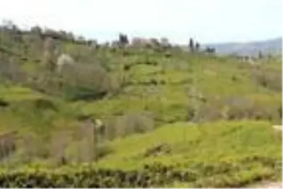 <a class='keyword-sd' href='/koronavirus/' title='Koronavirüs'>Koronavirüs</a> tedbirleri çay üreticisini de vurdu! Ayda 7.500 TL kazanacak işçi bulamıyorlar