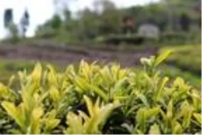 Koronavirüs tedbirleri çay üreticisini de vurdu! Ayda 7.500 TL kazanacak işçi bulamıyorlar