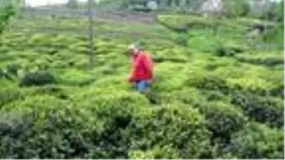 Koronavirüs tedbirleri çay üreticisini de vurdu! Ayda 7.500 TL kazanacak işçi bulamıyorlar